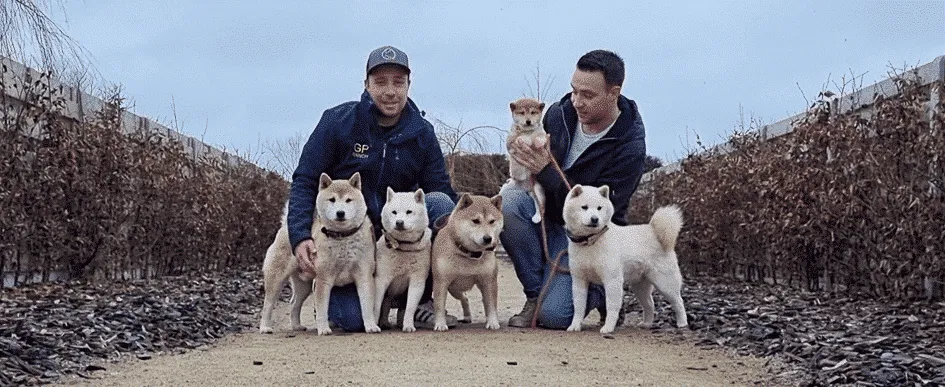 Shiba inu pups te koop - belgische fokker / kennel woefkesranch 2 Shiba inu pups prijs