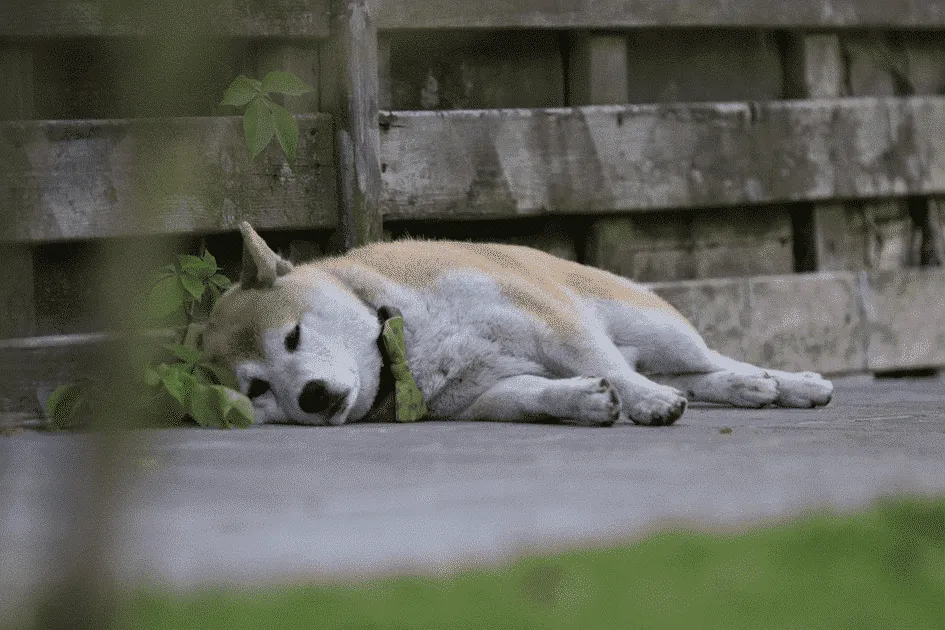 Shiba inu pups te koop - belgische fokker / kennel woefkesranch 3 Shiba inu pups