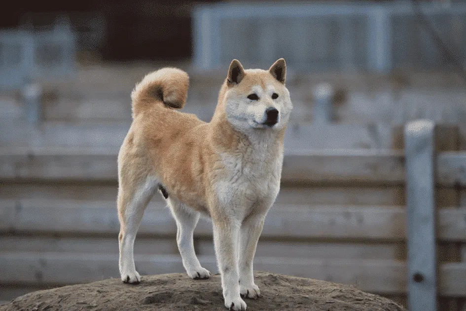 Shiba inu pups te koop - belgische fokker / kennel woefkesranch 6 Shiba inu pups prijs