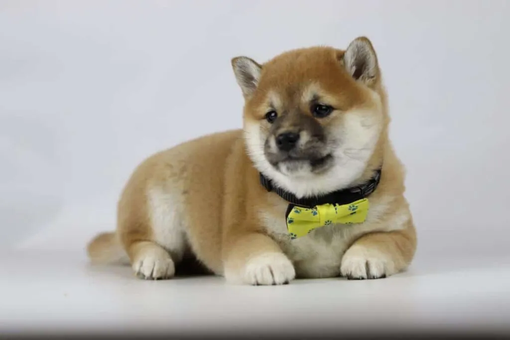 Shiba inu pups te koop - belgische fokker / kennel woefkesranch 8 Shiba inu puppy