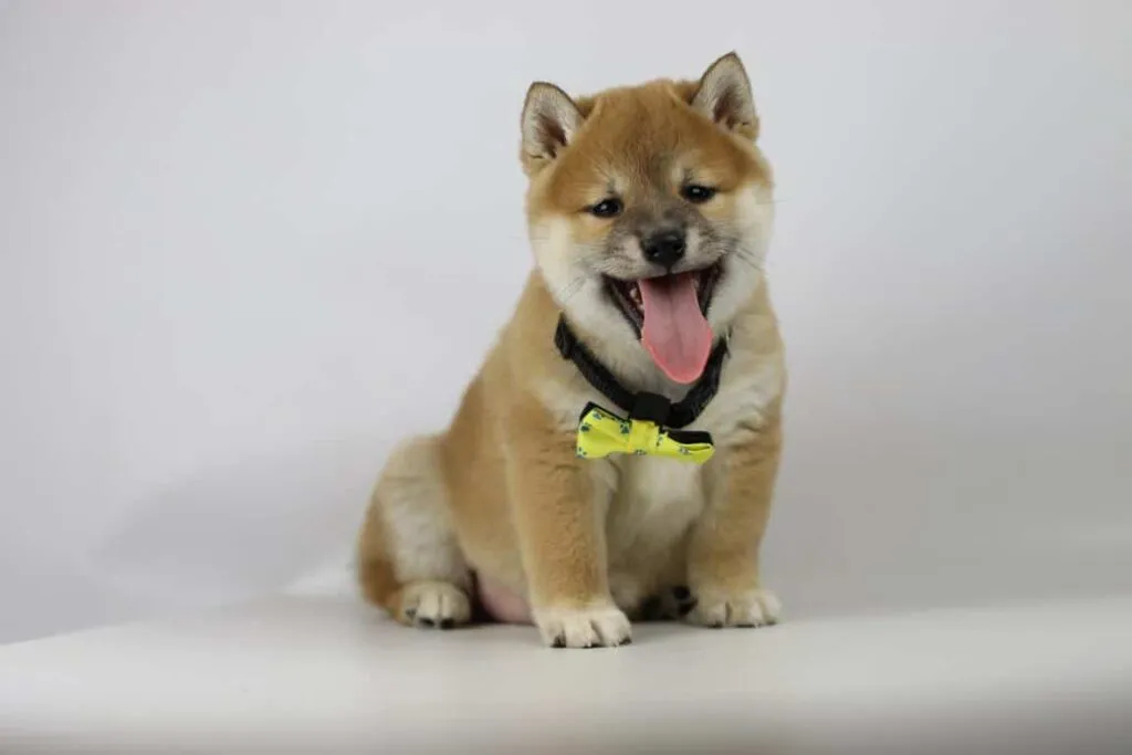 Shiba inu pups te koop - belgische fokker / kennel woefkesranch 4 Shiba inu uiterlijk