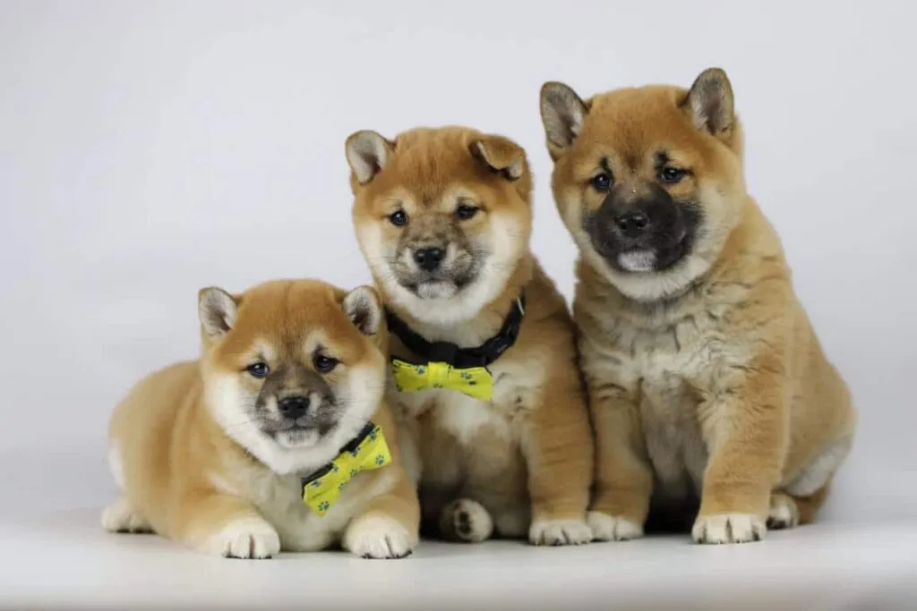 Shiba inu pups te koop - belgische fokker / kennel woefkesranch 7 Shiba inu pups
