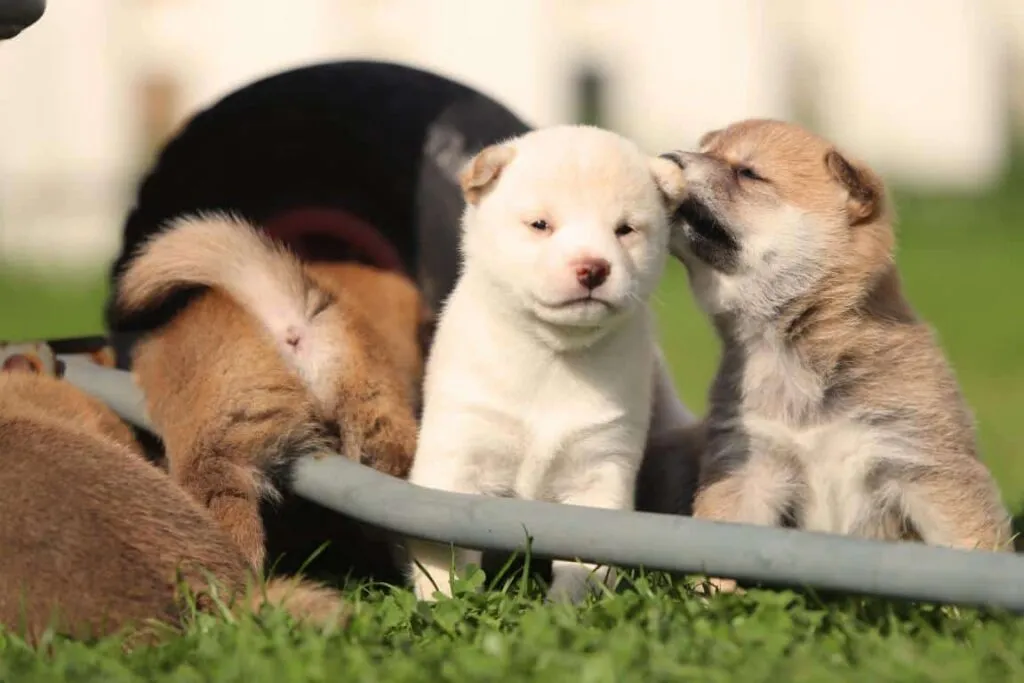 Shiba inu pups te koop - belgische fokker / kennel woefkesranch 5 Shiba inu welpen kaufen