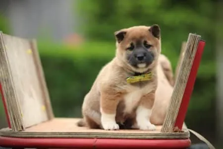 Shiba Inu puppy te koop