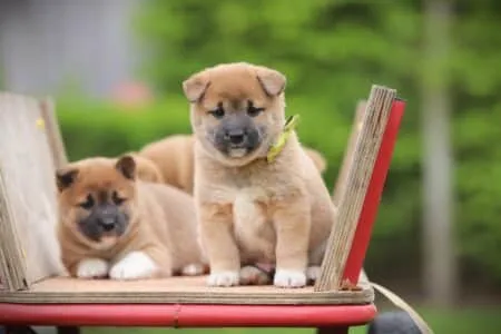 Shiba Inu puppy te koop
