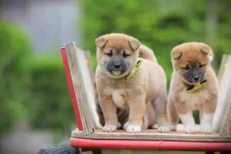 Shiba Inu puppy te koop