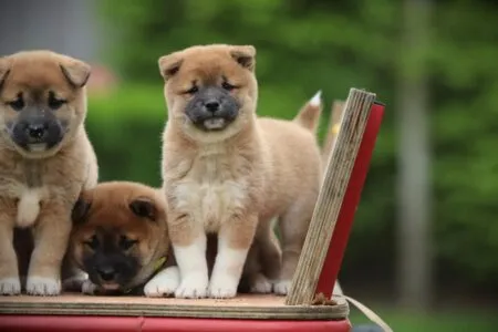 Shiba Inu puppy te koop