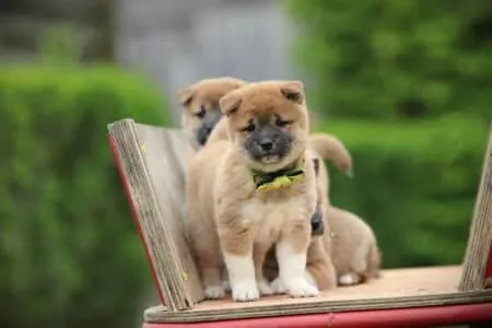 Shiba Inu puppy te koop